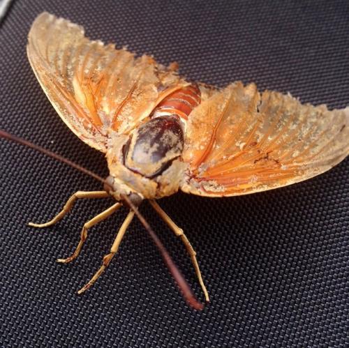 Paysandisia archon